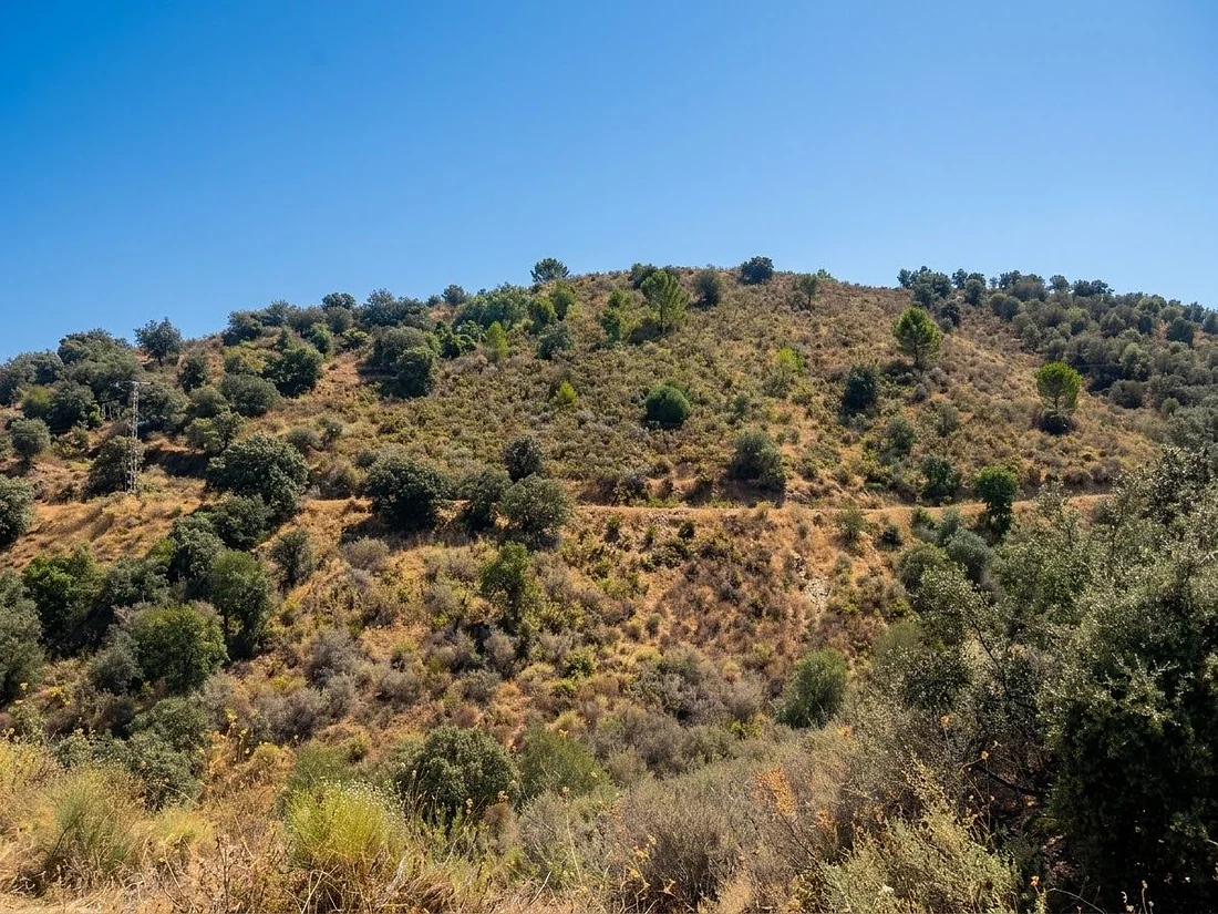 8,089 m² in Monda for only €9,950 – An exceptional opportunity!