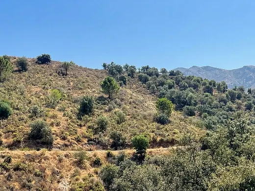 8,089 m² in Monda for only €9,950 – An exceptional opportunity! · 4/7