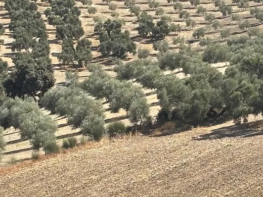 Exceptional 25-hectare irrigated estate in Antequera (Sierra del Nebral) – Features spring water and borders a river and a stream · 2/25