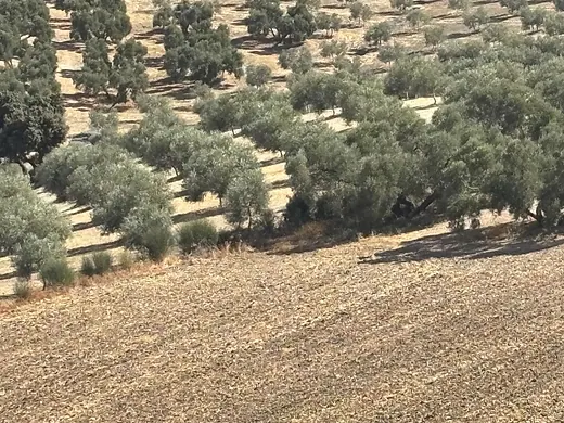 Exceptional 25-hectare irrigated estate in Antequera (Sierra del Nebral) – Features spring water and borders a river and a stream · 5/25